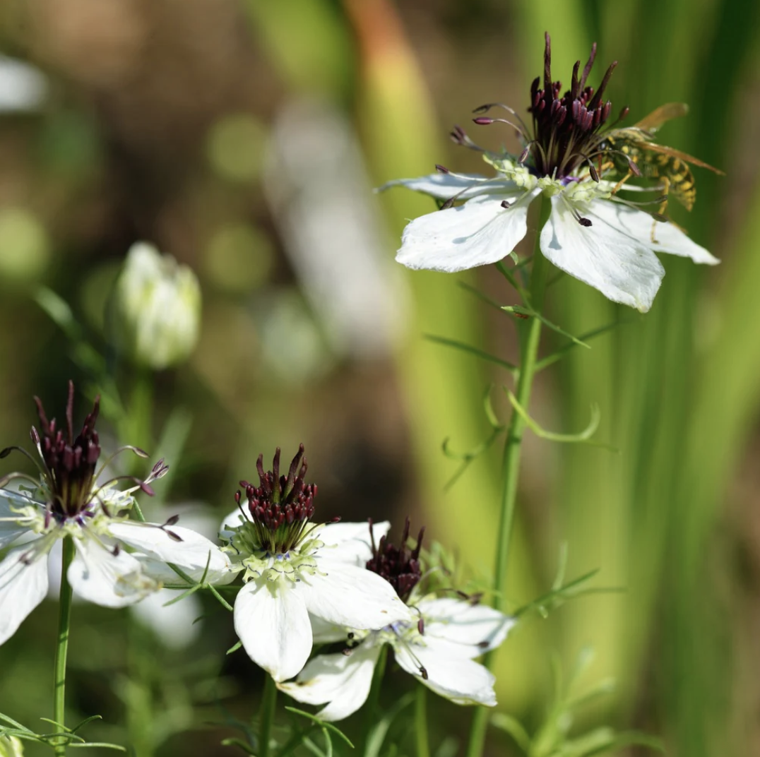 African Bride Love-In-A-Mist Seeds