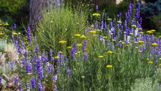 Xeriscaping garden
