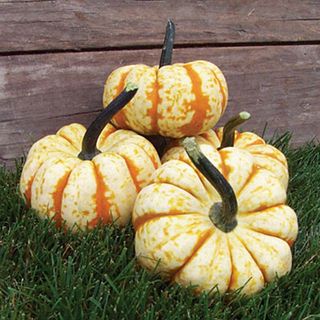 caramel and yellow-colored pumpkins