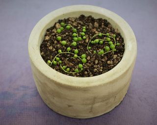 propagating string of pearls cuttings in soil