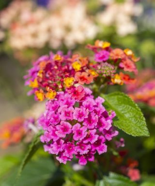 Pink and orange lantana flowers