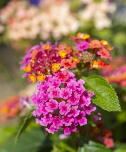 Expert tips for when and how to prune lantana plants | Homes and Gardens