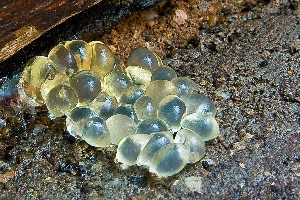 slug eggs