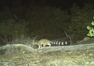 Ringtail cats