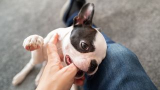 Boston Terrier puppy