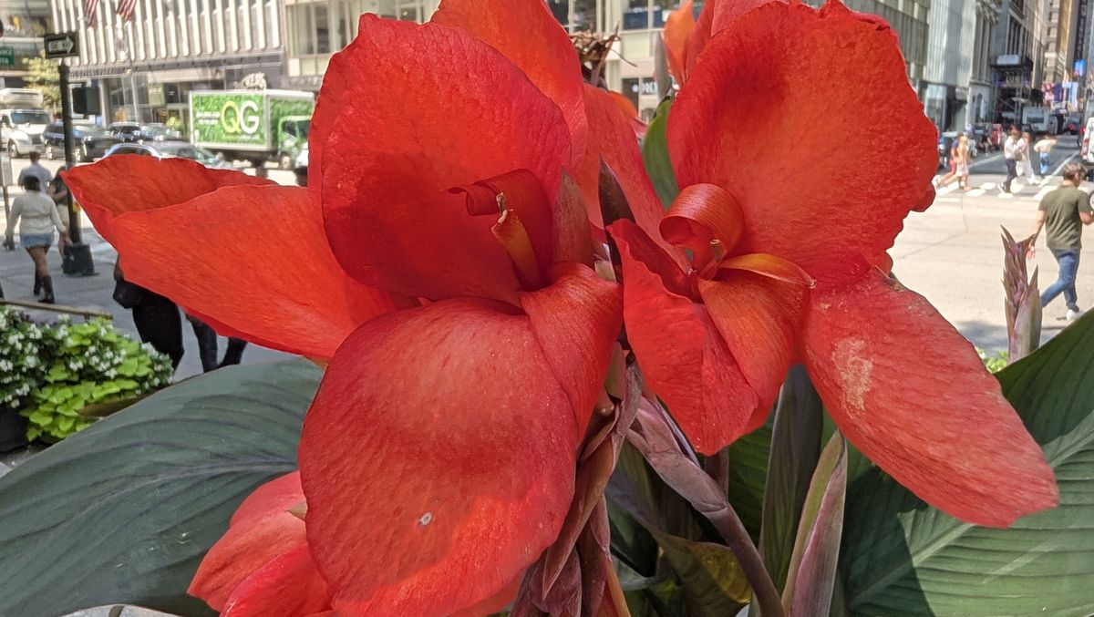 Google Pixel 11 Pro Fold REVIEW Photo Samples