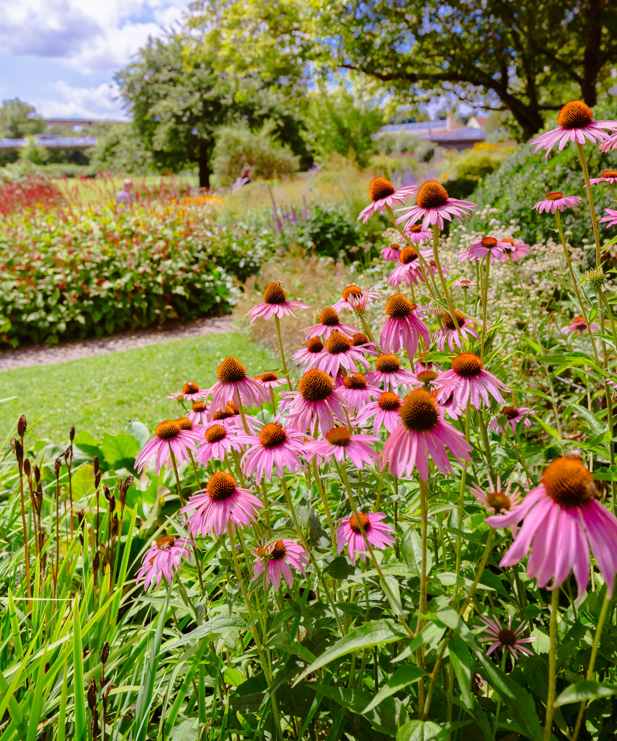Purple coneflowers in bloom in a mixed flower border in a public park