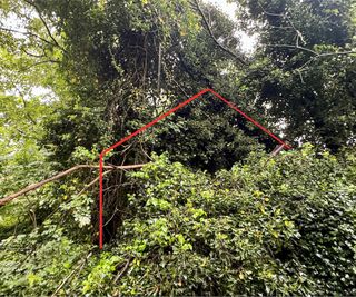 A red outline showing where a house is behind overgrown ivy