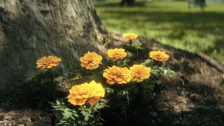 Eight yellow flowers sprouting marigold from a tree in The Umbrella Academy's series finale post-credits scene