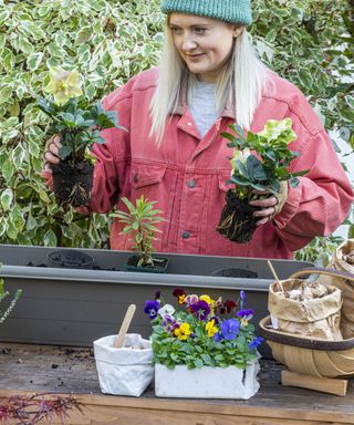 planting hellebores in a window box