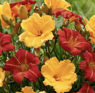 red and yellow daylilies in bloom