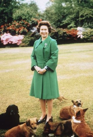 sandringham united kingdom unspecified date queen elizabeth ii relaxes at sandringham with her corgis photo by anwar husseingetty images