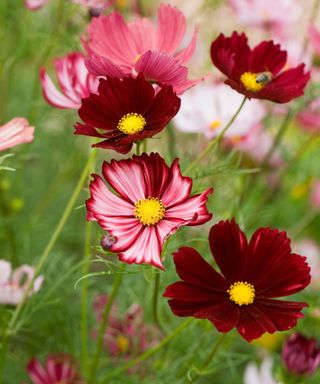colourful flowers of cosmos bipinnatus ‘Velouette’