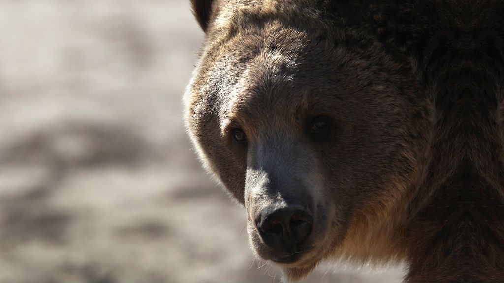 close up of grizzly bear&#039;s face