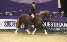 HOYS-MM3.jpg