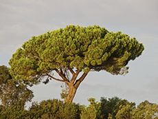 Large Italian Stone Pine Tree