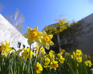 Best-flowers-to-plant-for-Spring-daffodil