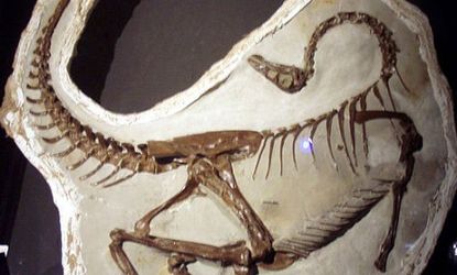 Pictured here are the fossilized remains of the ostrich-like species Ornithomimus edmontonicus.