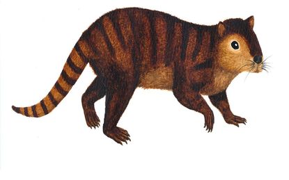 The beaver-like Kimbetopsalis simmonsae