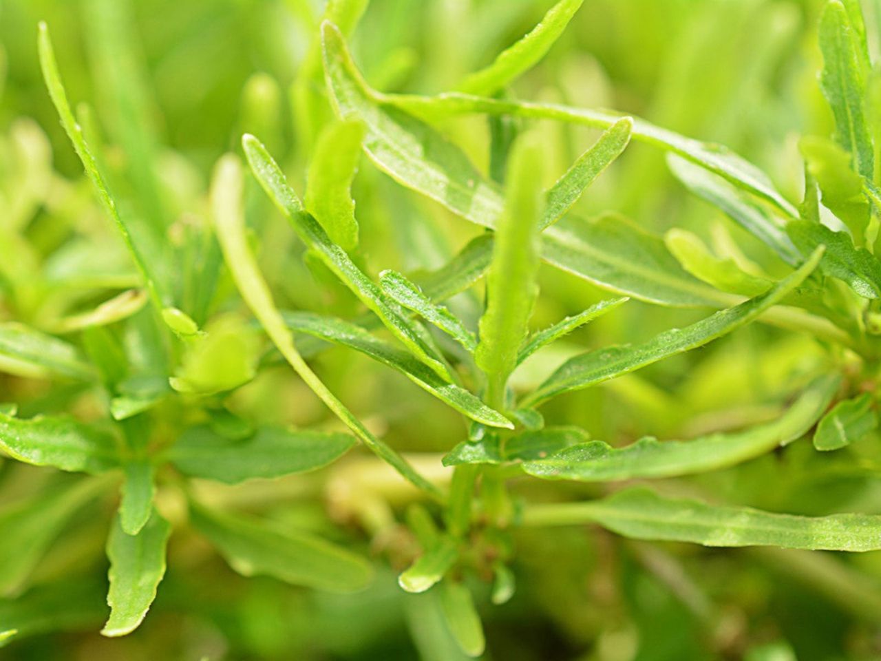 Dragon&amp;#39;s Tongue Plant