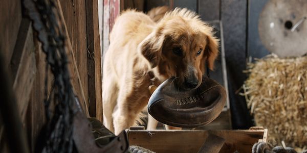 a dogs purpose controversy