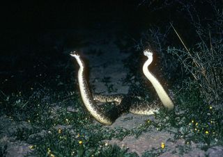 The western diamondback can strike at a distance of half its body length -- not too shabby for a creature that can grow 4 feet (120 centimeters) long.