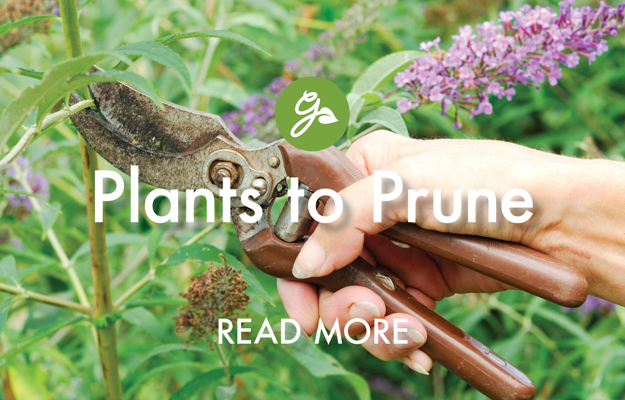 Read more about plants to prune in April. Image shows gardener pruning butterfly bush