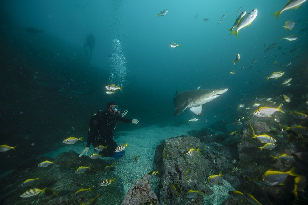 Shark Beach with Chris Hemsworth