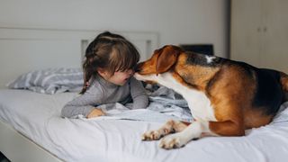 American foxhound licking girls face on bed