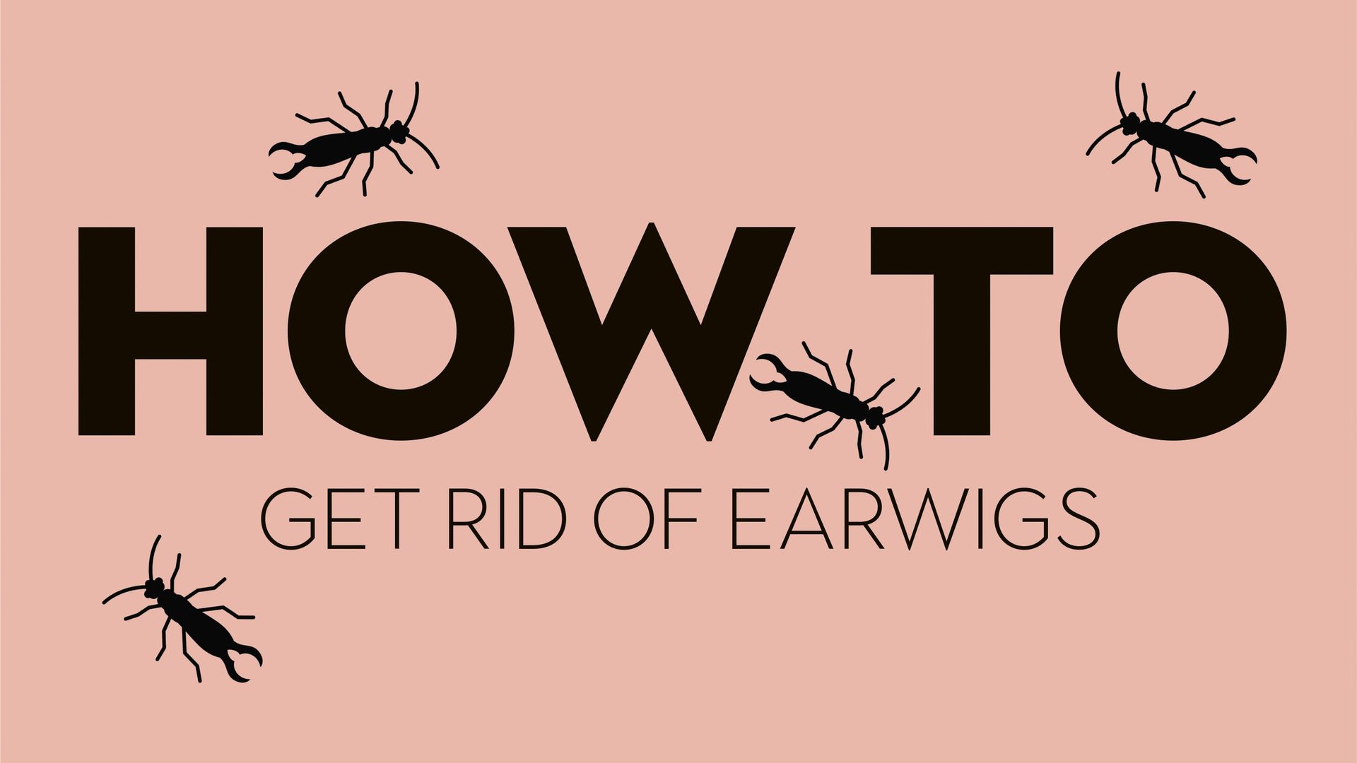 How to get rid of earwigs natural ways to kill pincher bugs Real Homes