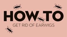 A vectorized graphic of earwig insect pests on salmon pink background with black capitalized text