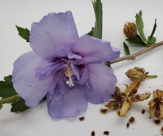 Hibiscus lilac bloom with seed pods