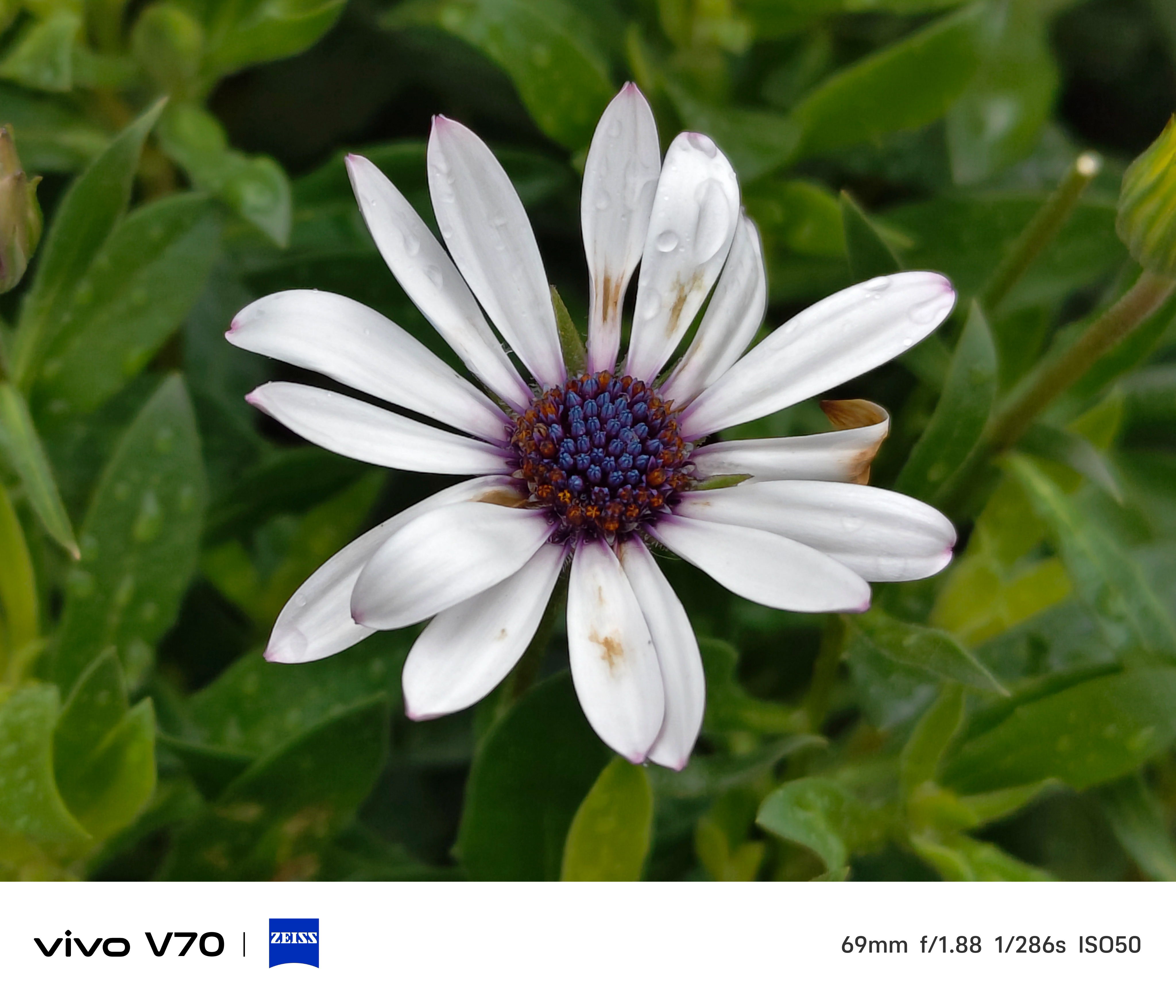 Close-up of a white daisy with purple and blue centre, water droplets on petals against green foliage.
