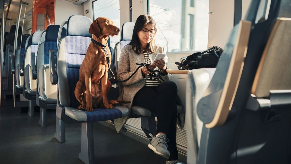 How to travel with a dog PetsRadar