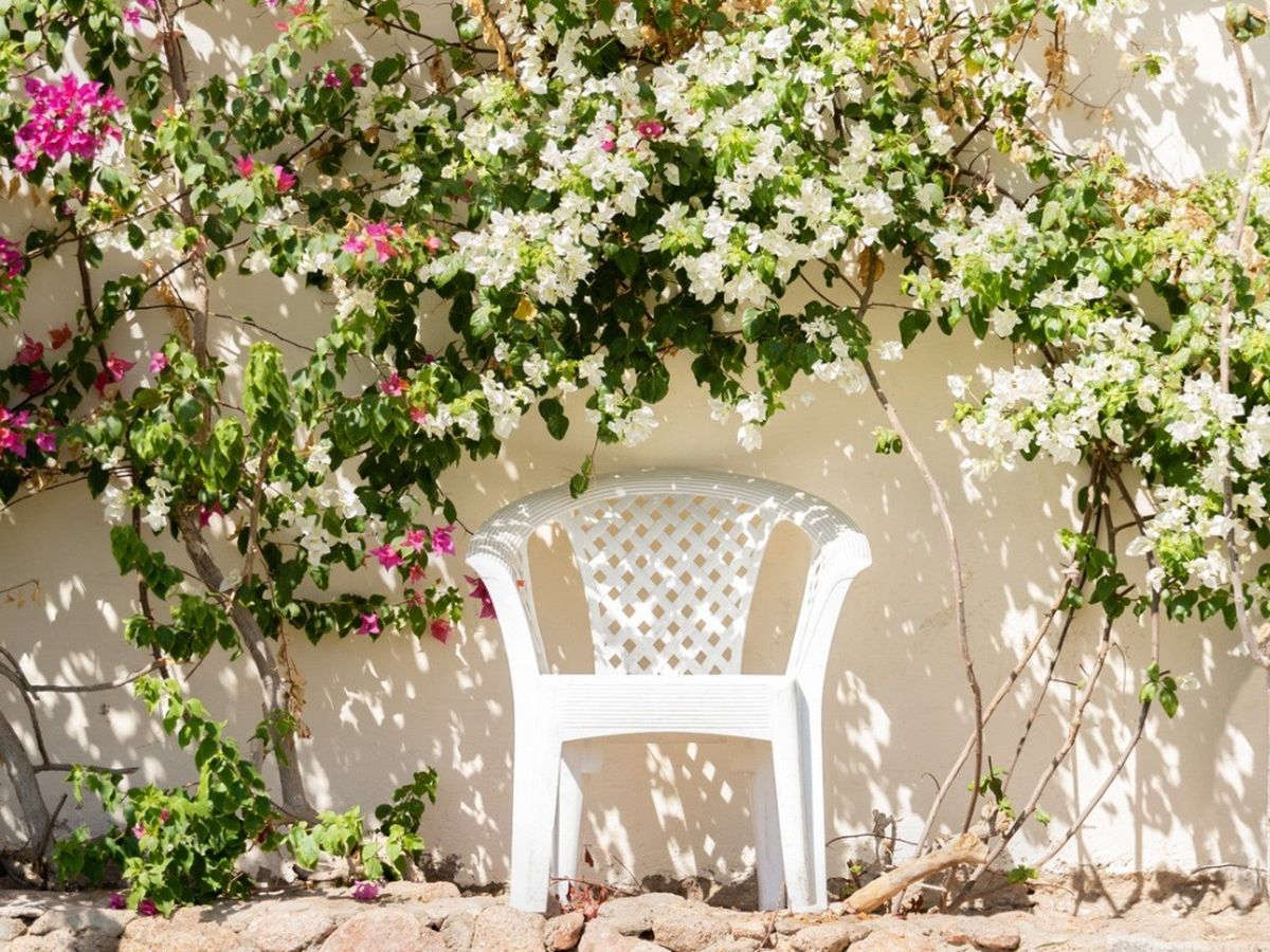 Best Plants For Hot SouthFacing Wall Gardens Gardening Know How