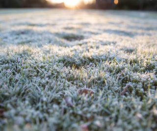 Close up of grass in cold weather covered in frost and piercing winter sun