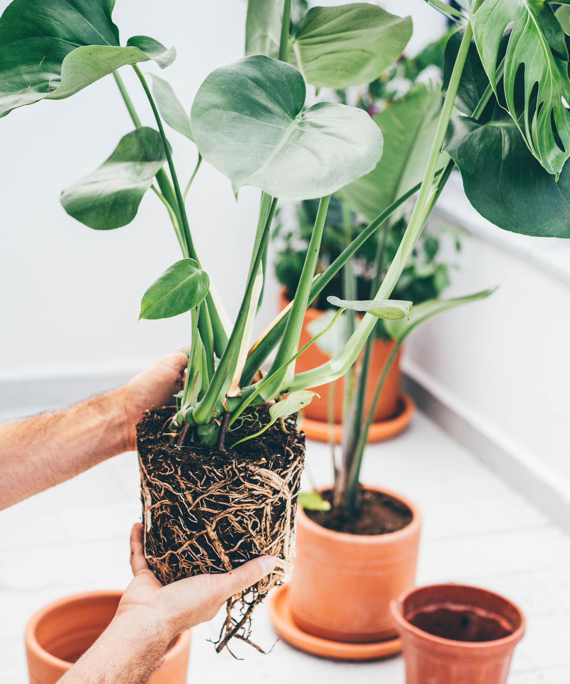 Why is my monstera drooping? Experts reveal 5 common reasons | Homes ...