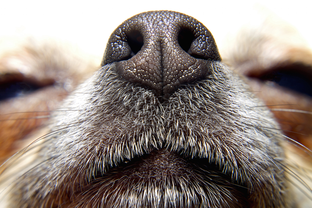 sick-fuck-this-dog-is-way-too-happy-about-smelling-cancer-clickhole