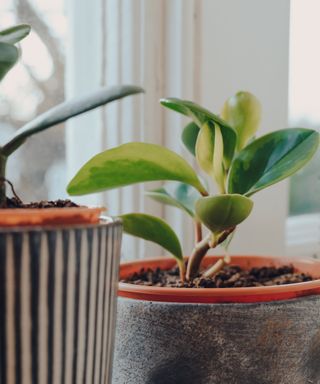 baby rubber plant or Peperomia obtusifolia in a pot indoors