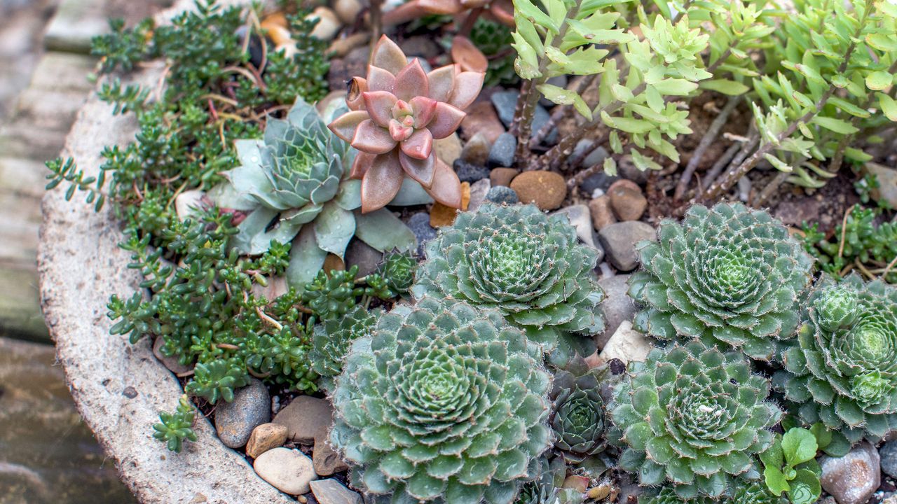 Decorative stone bowl holds a tiny succulent garden ideas of cactus and other small plants