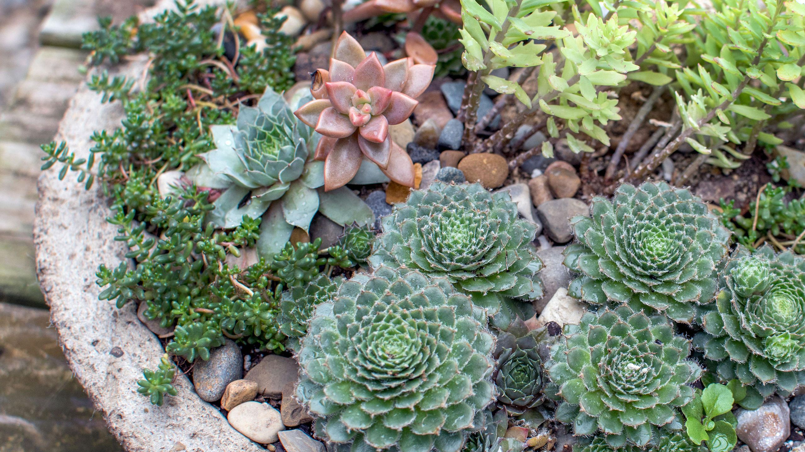 succulent stone Lithops main image 1
