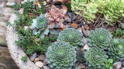 cactus garden design