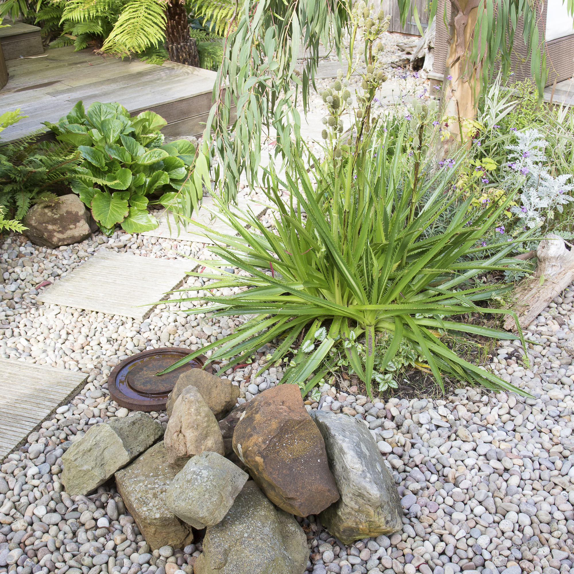 Gravelled area with ferns, tree and rockery