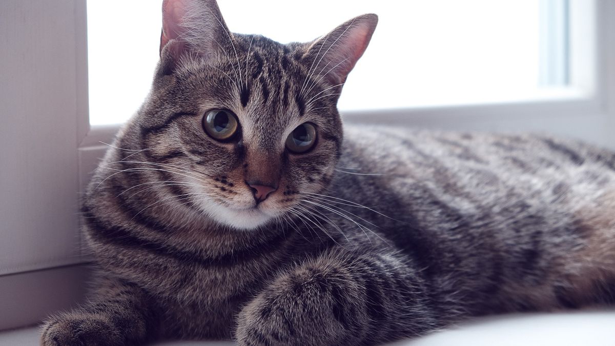 5 New Year’s Resolutions to improve your cat’s health