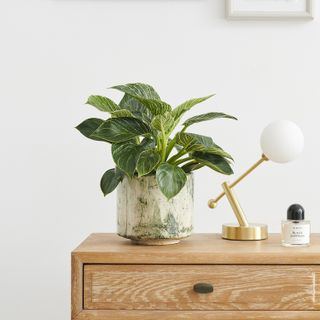 patch plants philodendron in bedroom