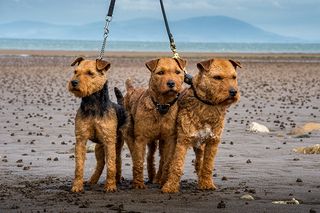 lakeland terrier