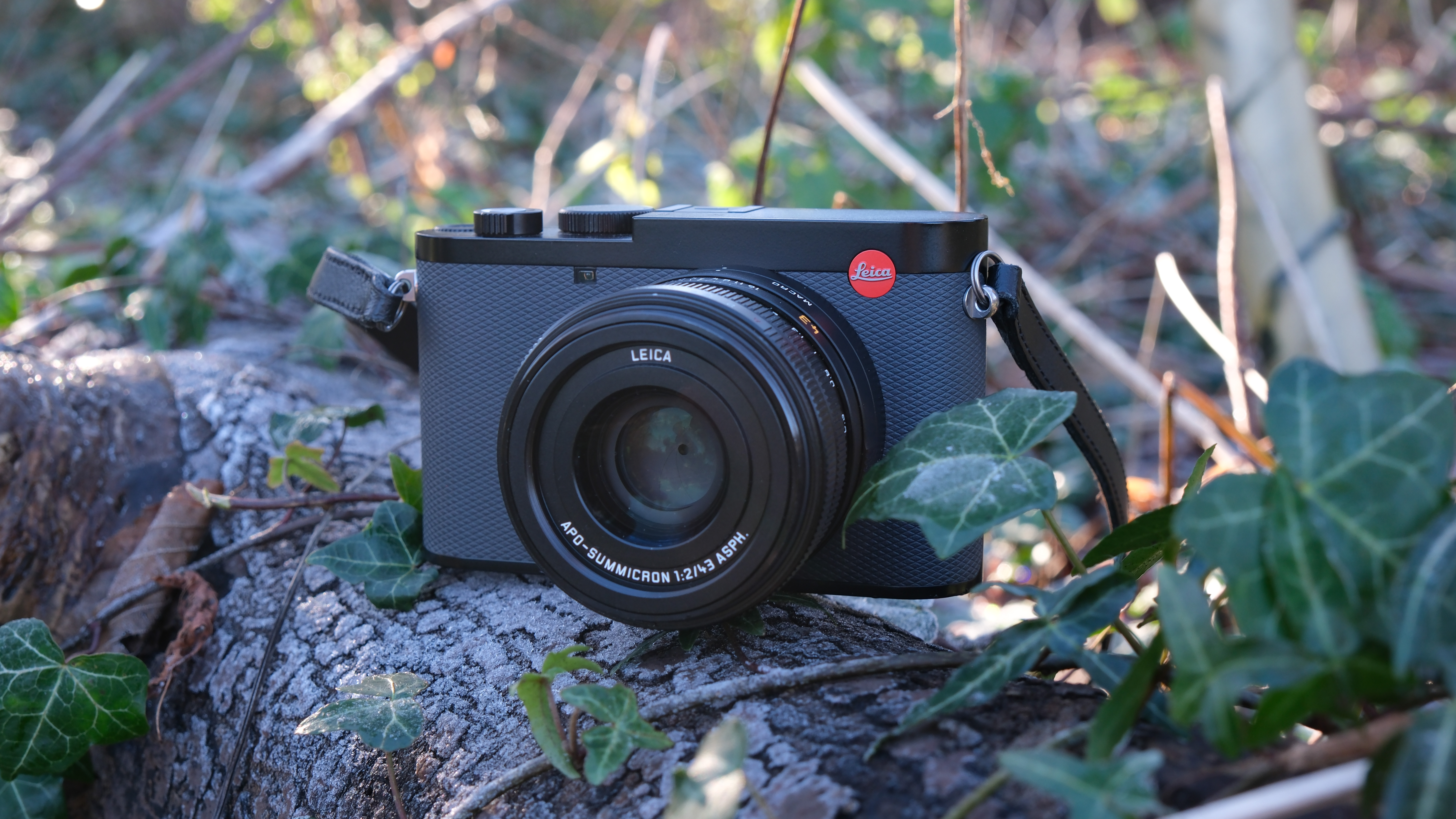 A Leica Q3 43 camera sitting on a wooden log surrounded by ivy
