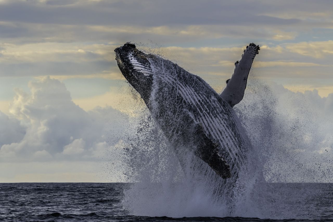 Whale jumping out of the water