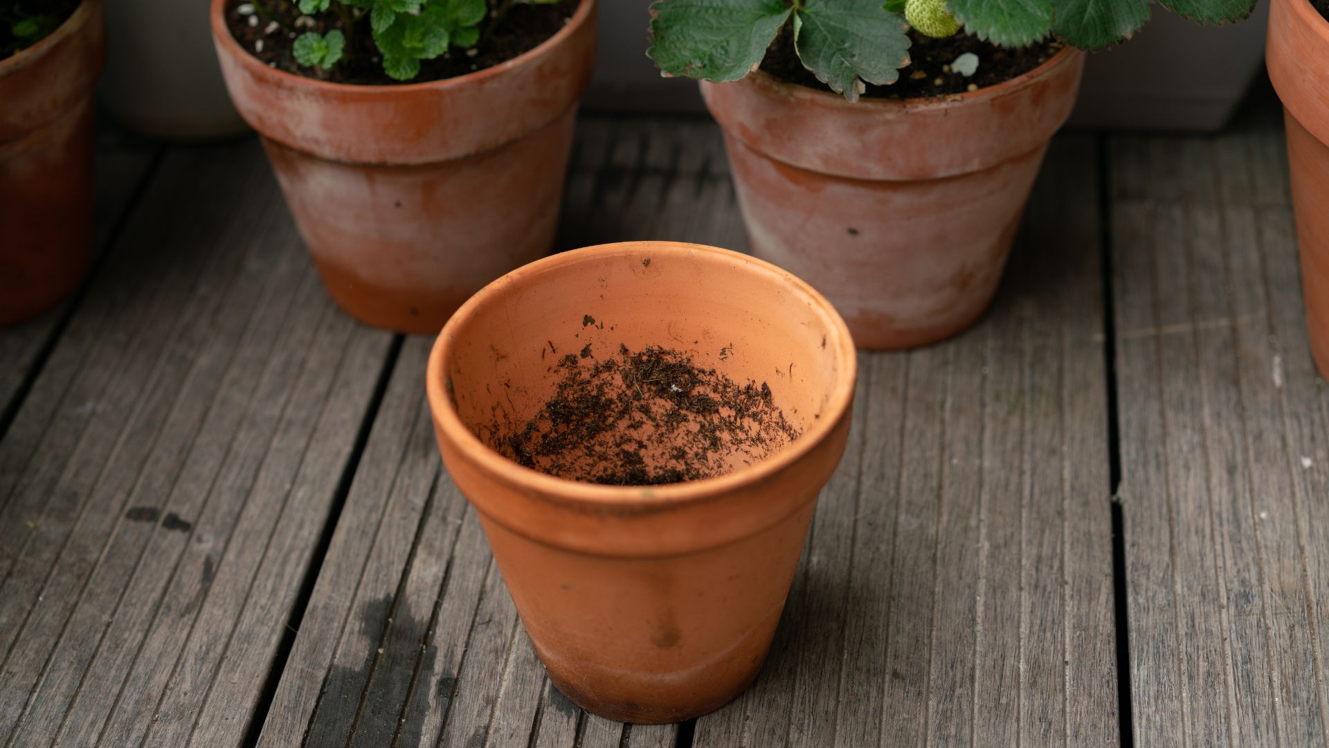 How To Clean Terracotta Pots And Keep Them Algae Free Woman And Home