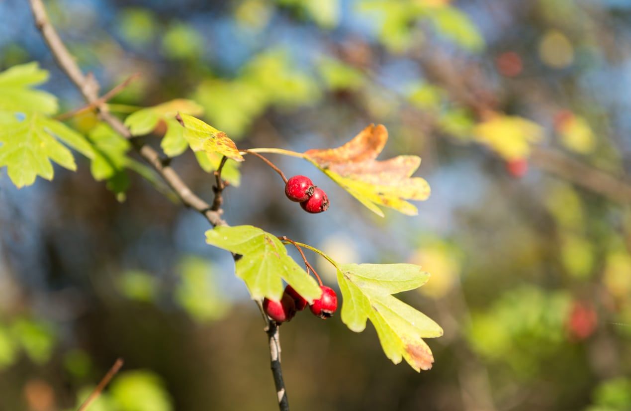 Mayhaw Tree Branch With Browning Leaves